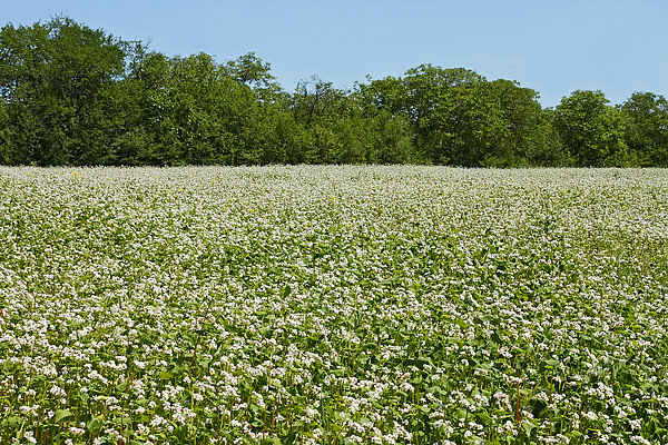 Buchweizenfeld.