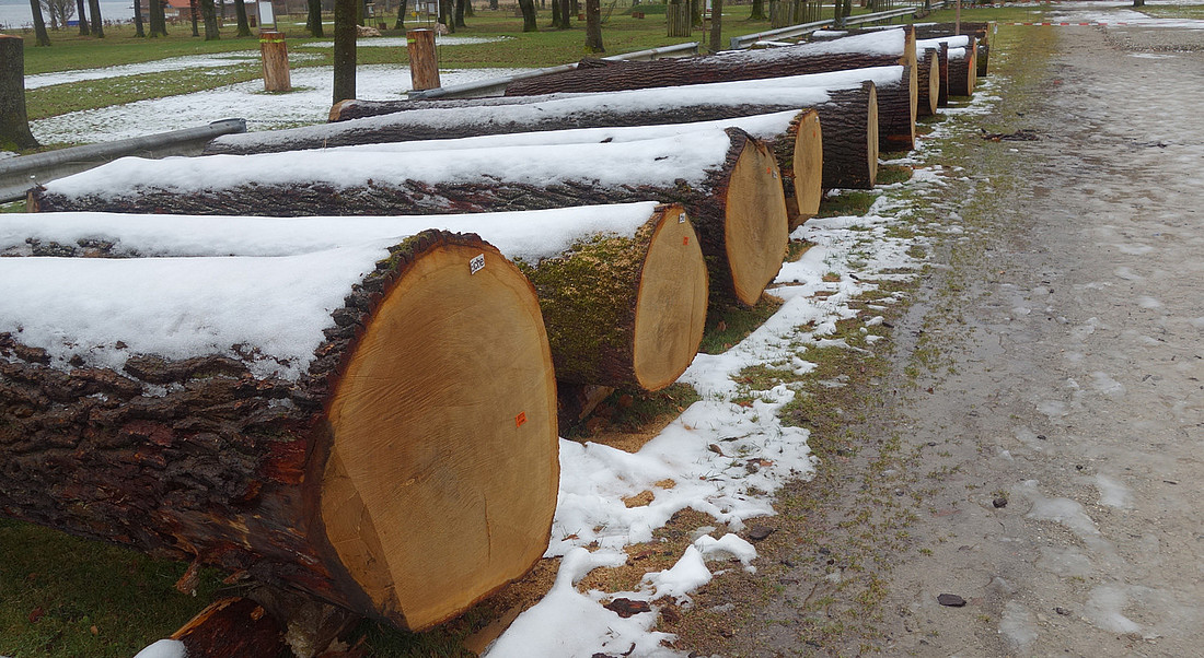 Geballte Biomasse von Bäumen; Auktion von Werthölzern für die Industrie (u.a. Möbel, Furniere).