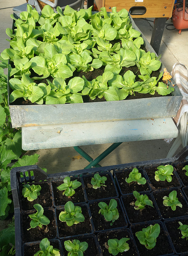 Pflanzenzucht; Vergleich von gleichzeitig angesetzten jungen Salatpflanzen